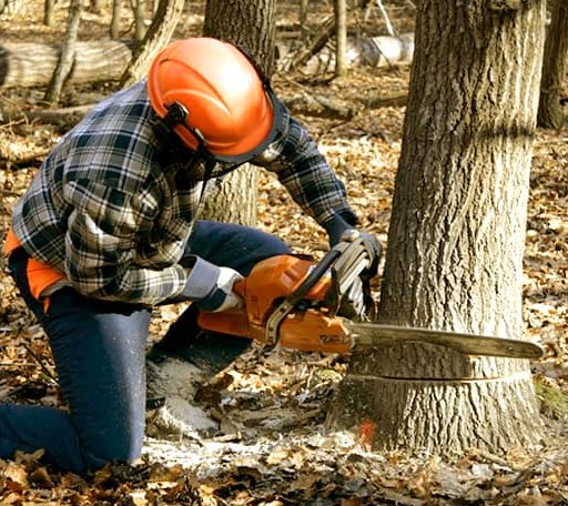 Tree Removal in Buckfield, ME